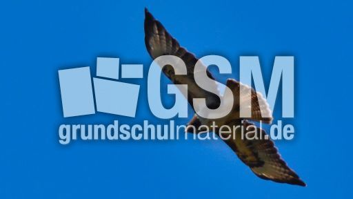 Mäusebussard (17).jpg